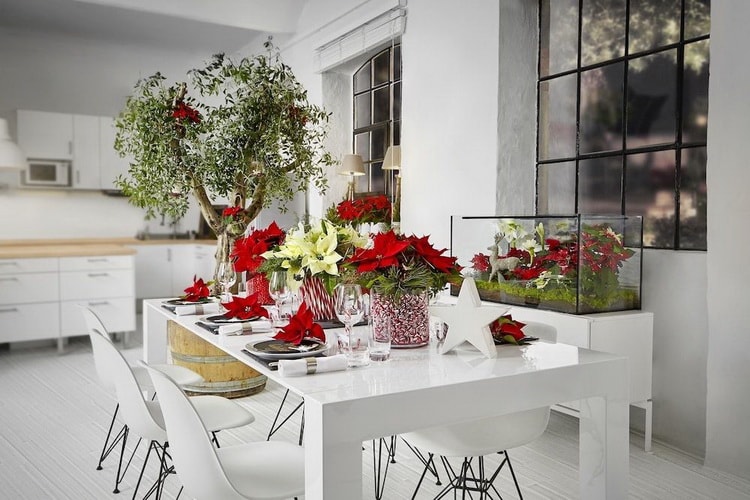 Poinsettia o Flor de Pascua