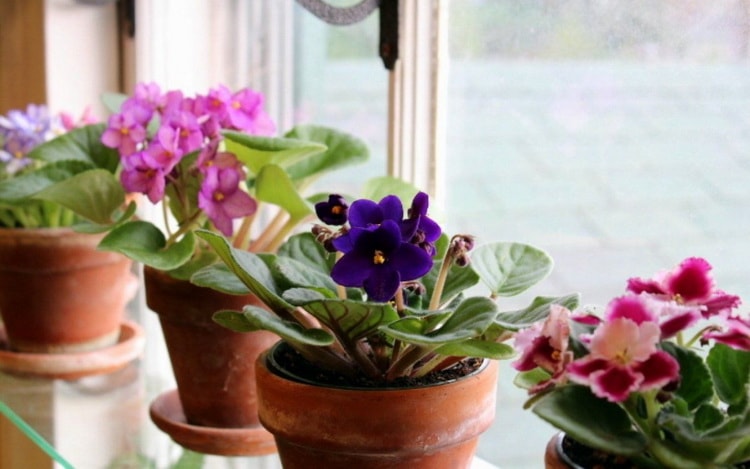 Violeta africana