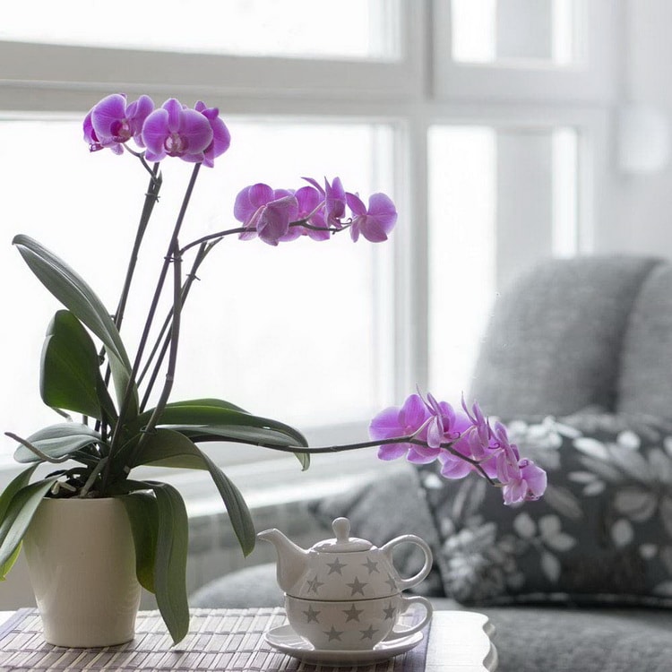 Orquídeas