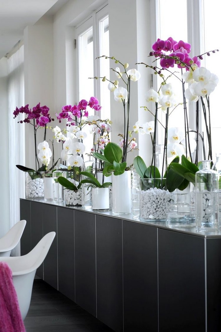 Orquídeas para decorar interiores