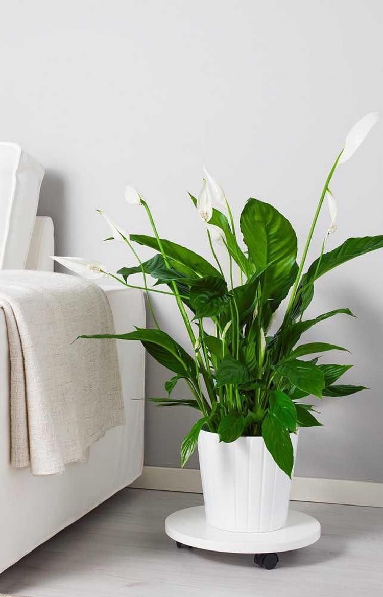 ▷ Plantas con flor de interior. Plantas de interior con flores.