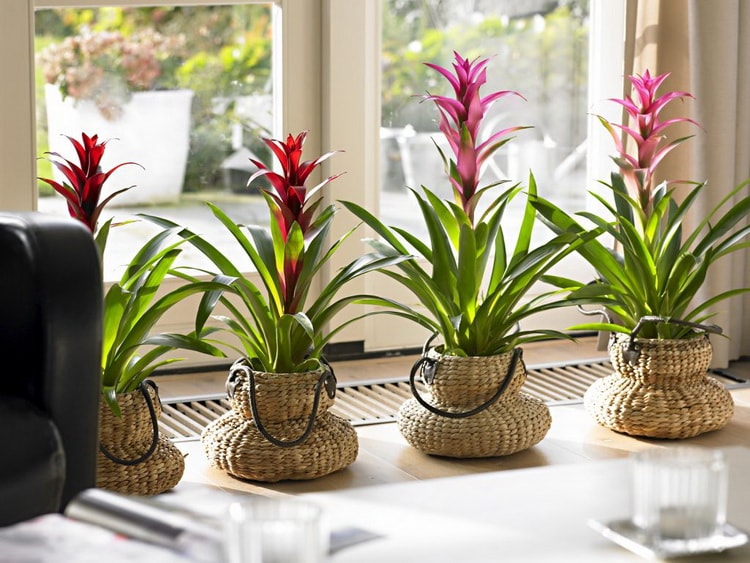 Bromelias