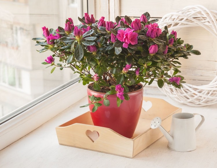 Azaleas