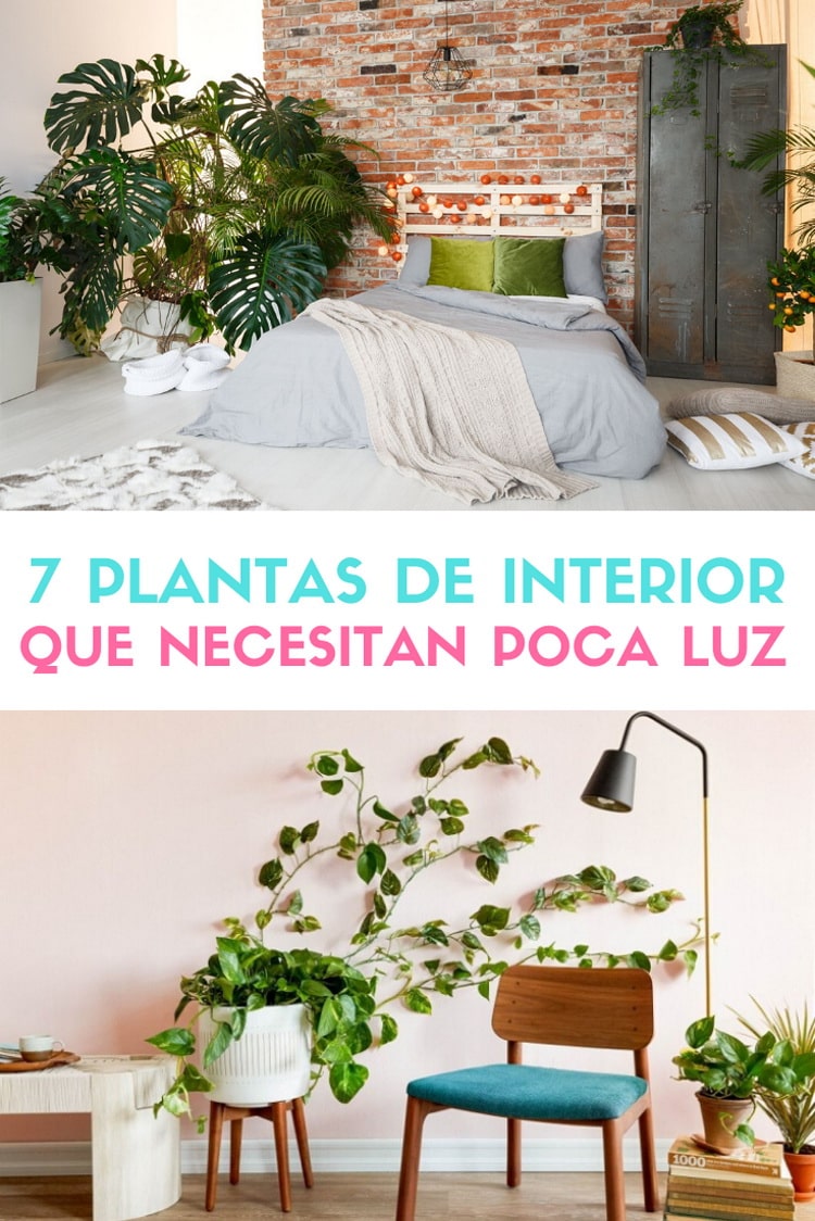 Plantas de interior que necesitan poca luz