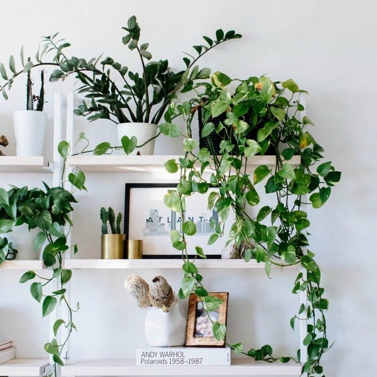 7 Plantas De Interior Que Necesitan Poca Luz Decorar Con