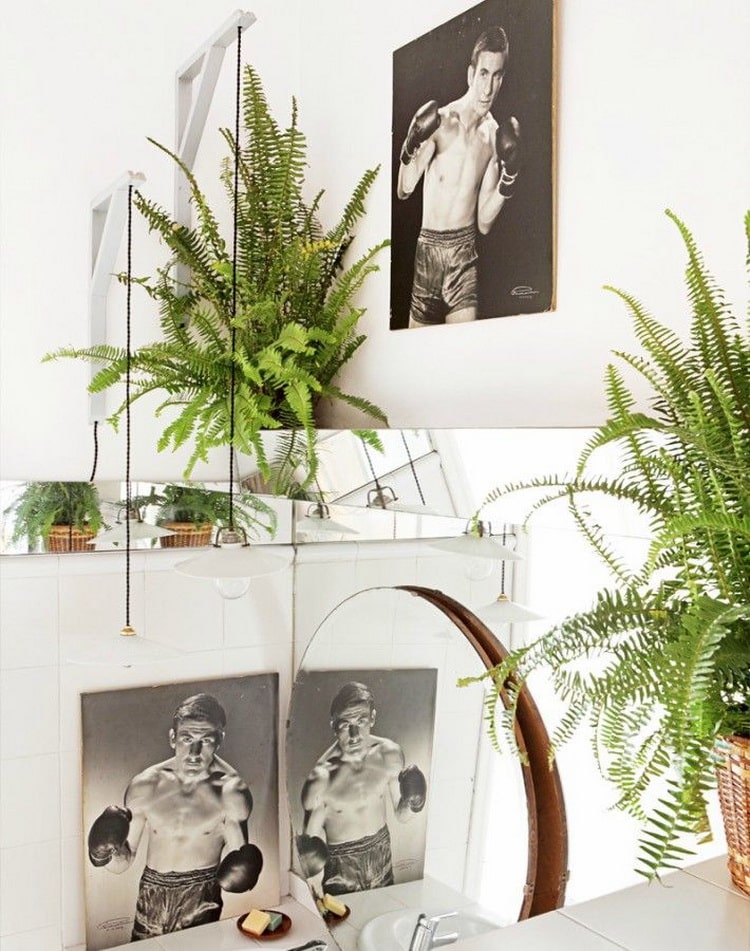 Helechos para decorar interiores