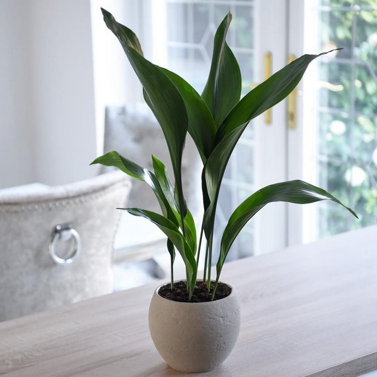 Aspidistra en macetas para interior
