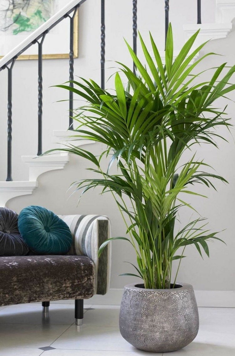 Palmera de salón para darle vida a tus espacios