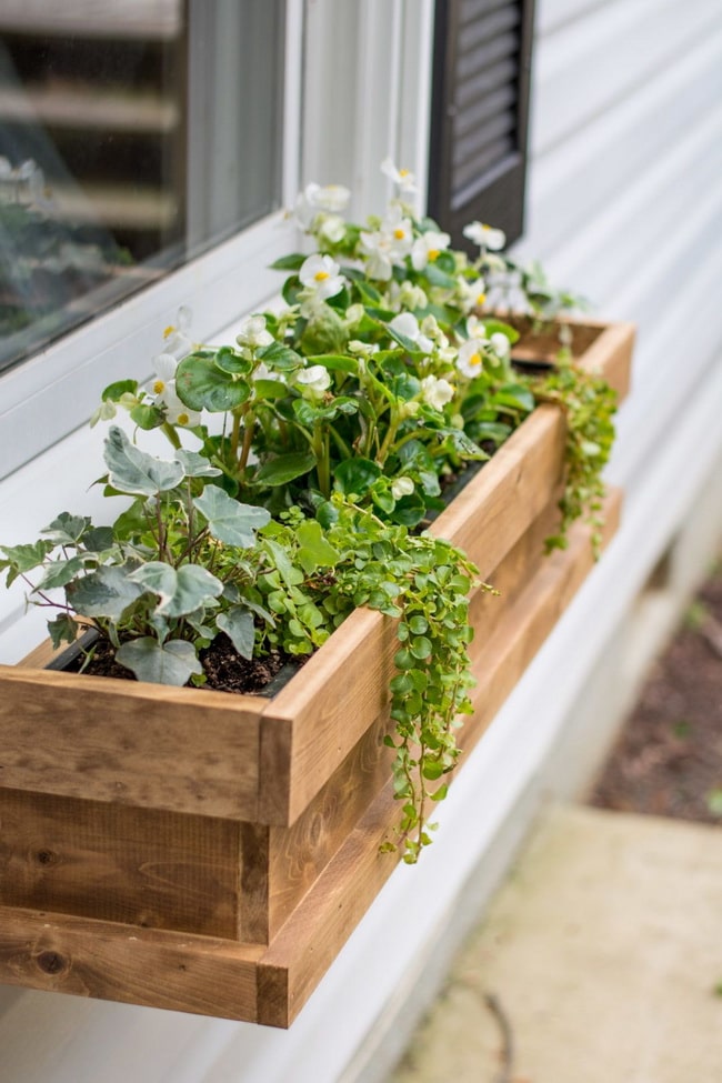 Plantas en cajas de madera