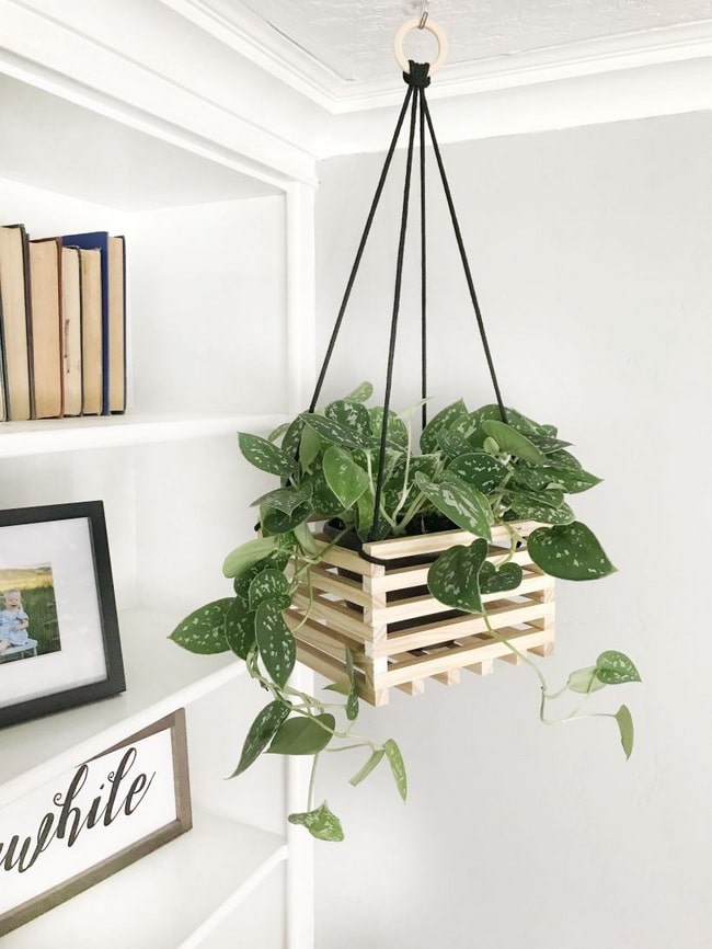 Plantas colgantes