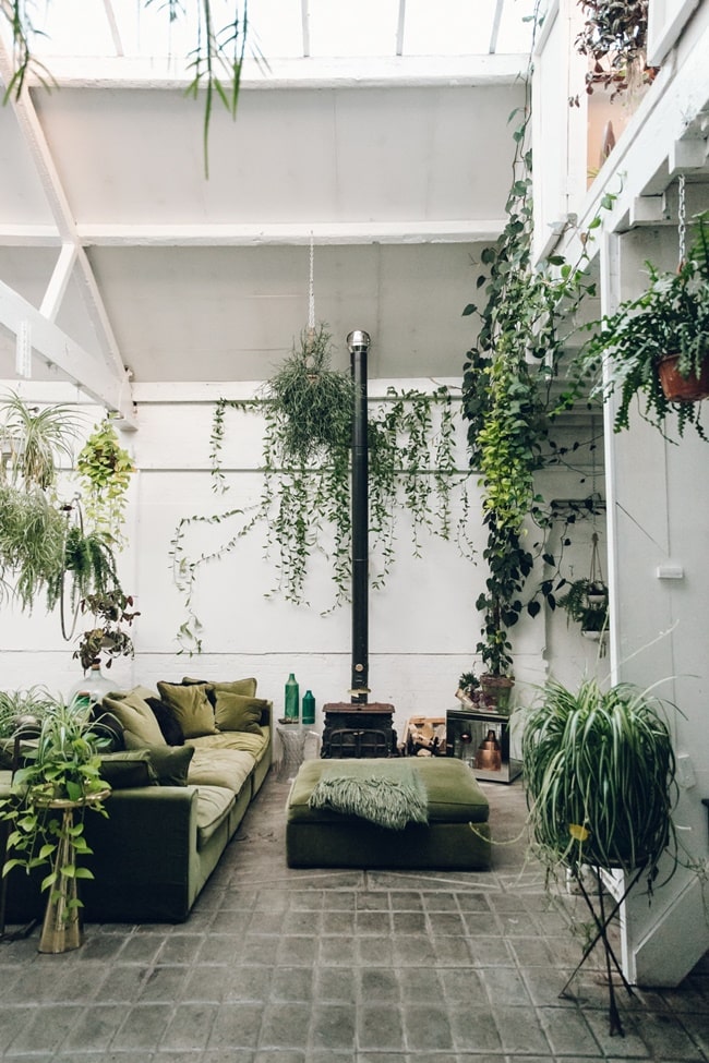 PLantas en todos los rincones