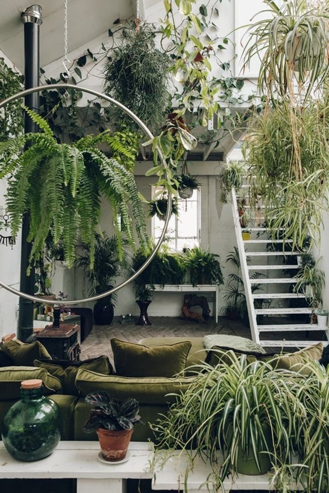 Plantas en interiores