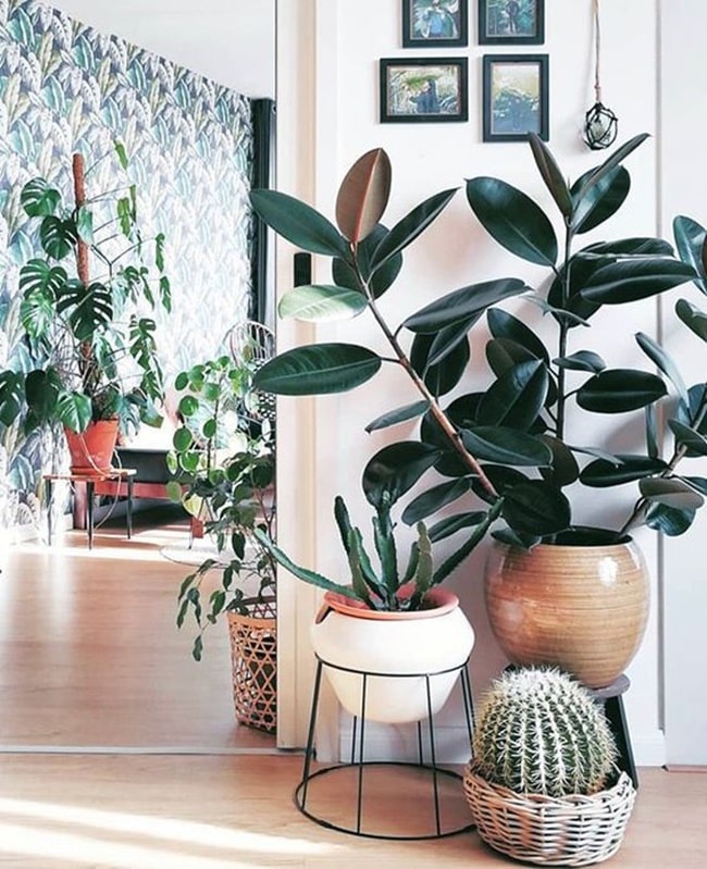 Plantas naturales en el hogar