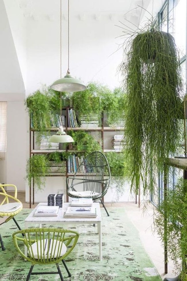 Plantas naturales en el salón