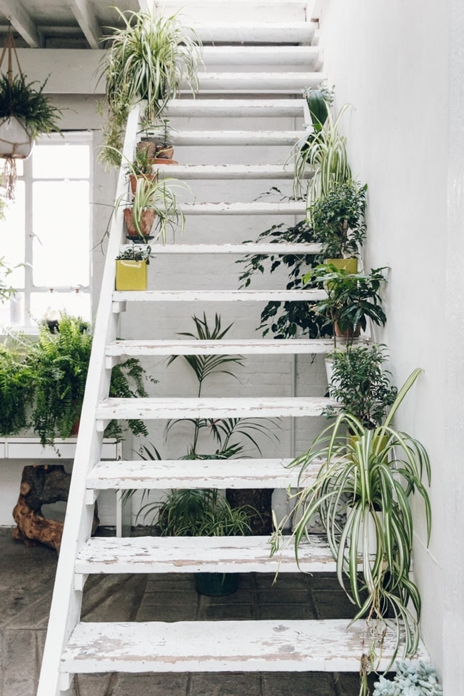 Plantas en escaleras