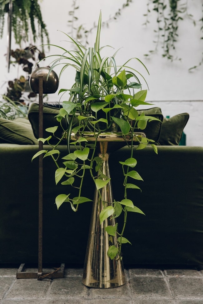 Interiores con muchas plantas