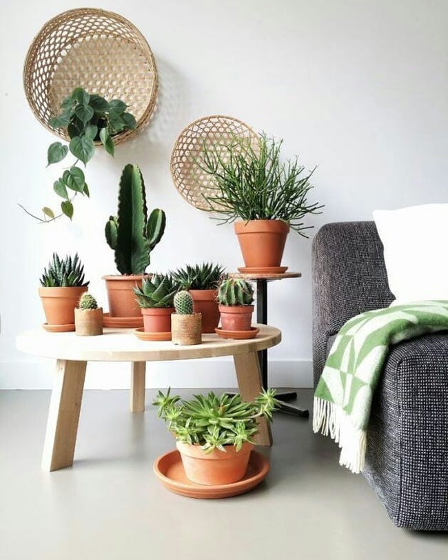 Cactus y suculentas en interiores