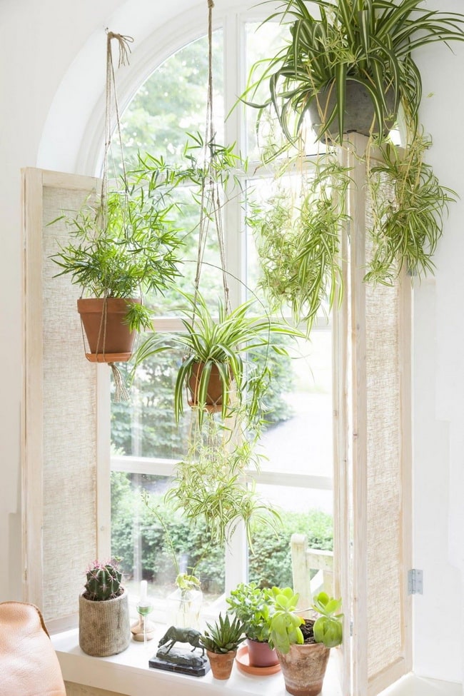 Jardines interiores en ventanas