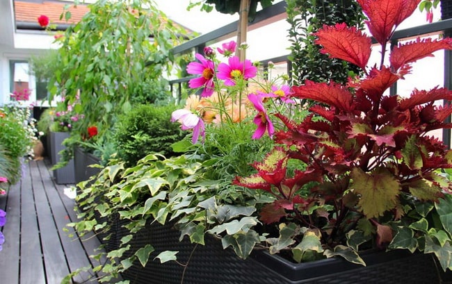 Plantas y flores en terrazas