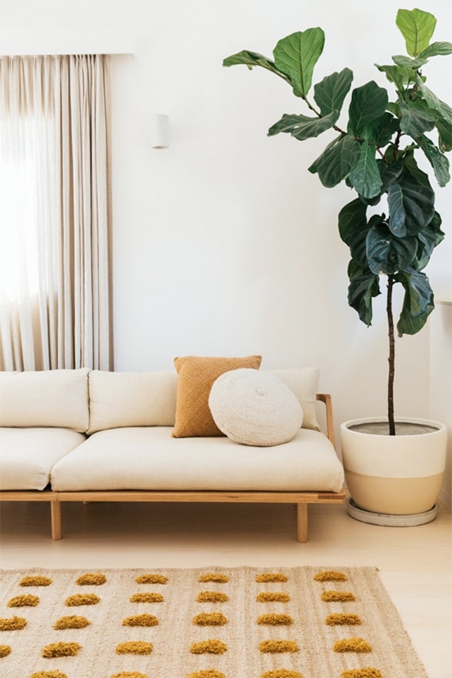 Plantas interiores