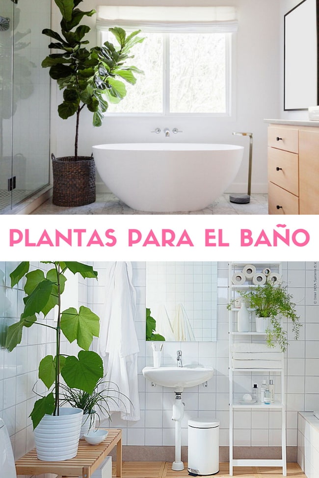 Plantas para el baño