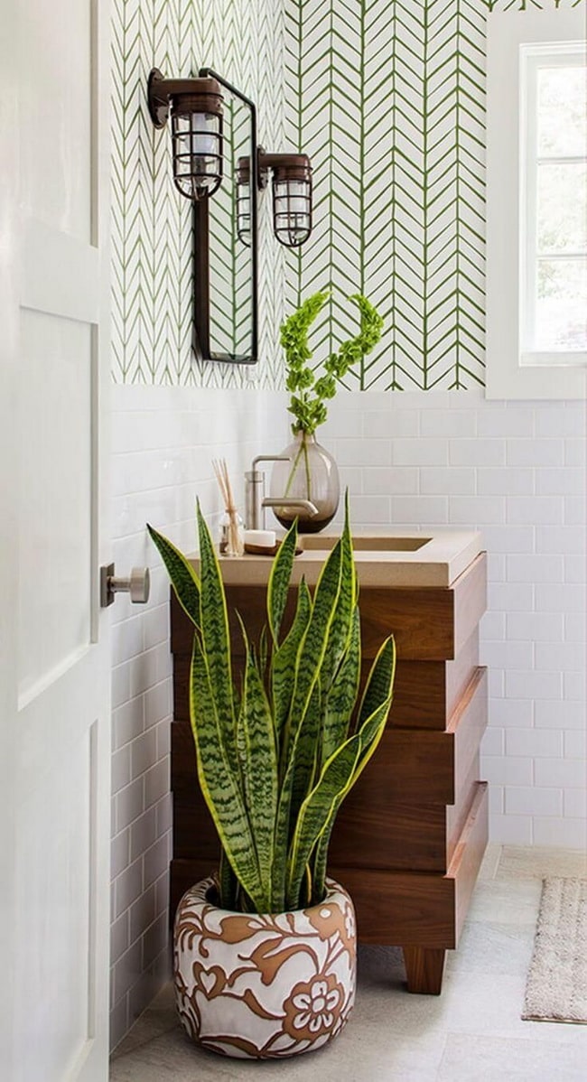 detergente Prestigioso Dejar abajo ▷ Plantas para el baño. Descubre cuáles son las mejores especies. detergente Prestigioso Dejar abajo ▷ Plantas para el baño. Descubre cuáles son las mejores especies.