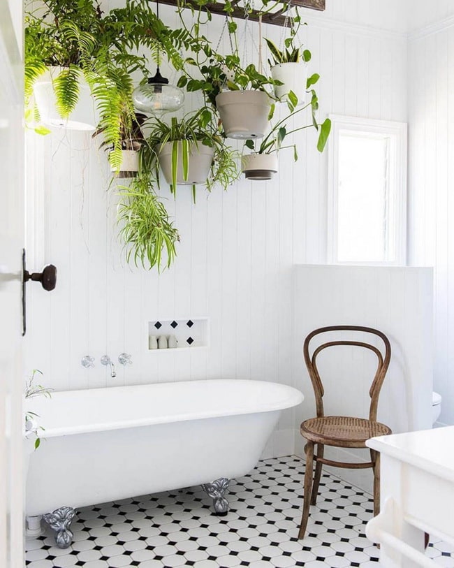 Hiedras y helechos para el baño