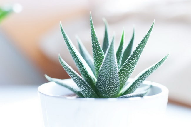 Aloe vera en el baño
