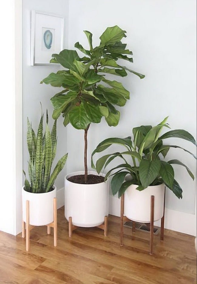 Plantas en interiores