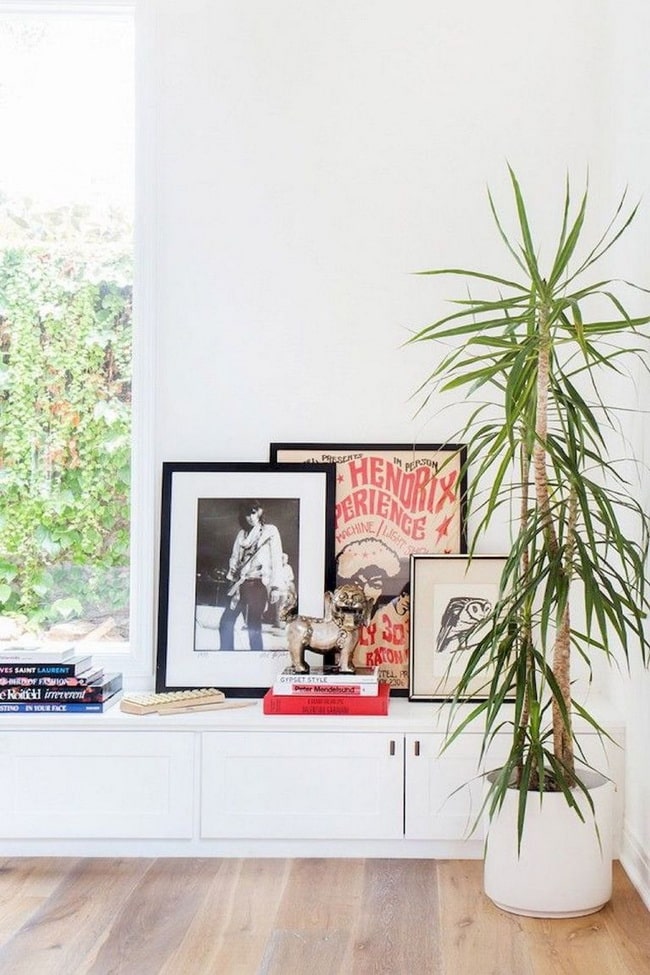 Plantas para decorar interiores