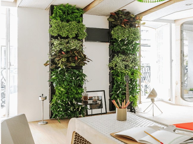 Jardín vertical interior con plantas naturales