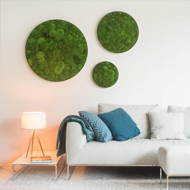 Plantas preservadas
