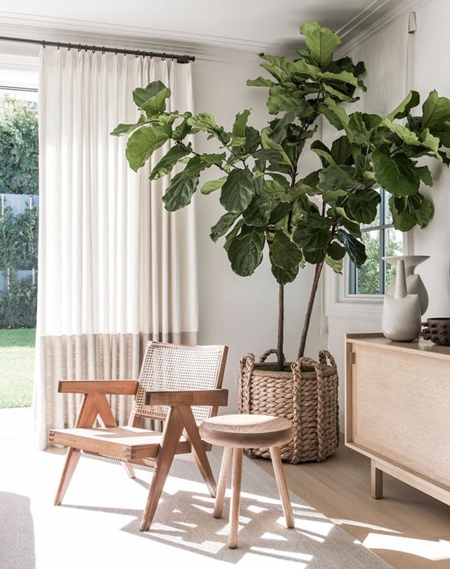 Plantas en interiores