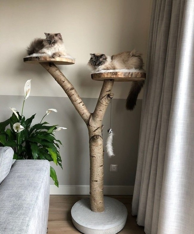 Trepadores para gatos