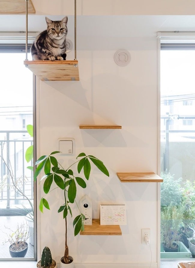 Circuitos para gatos