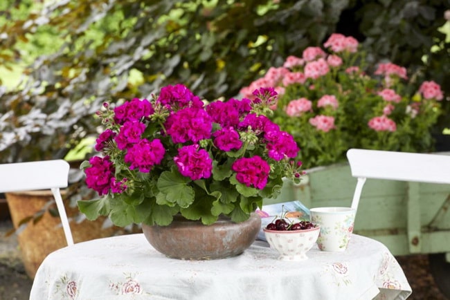 Decoración con geranios