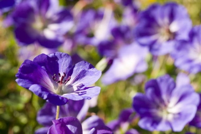 Flores para decorar