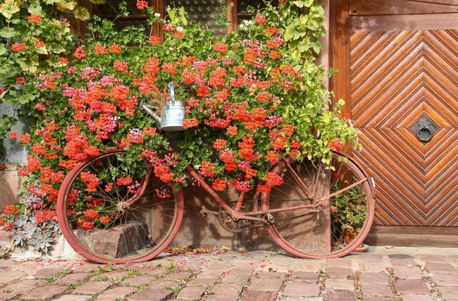 Geranios y bicicletas