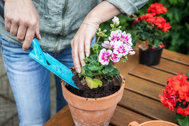 Cultivando geranios