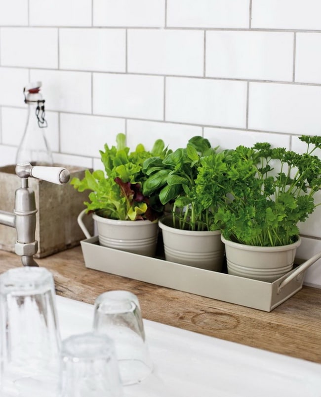 Plantas aromáticas en la cocina