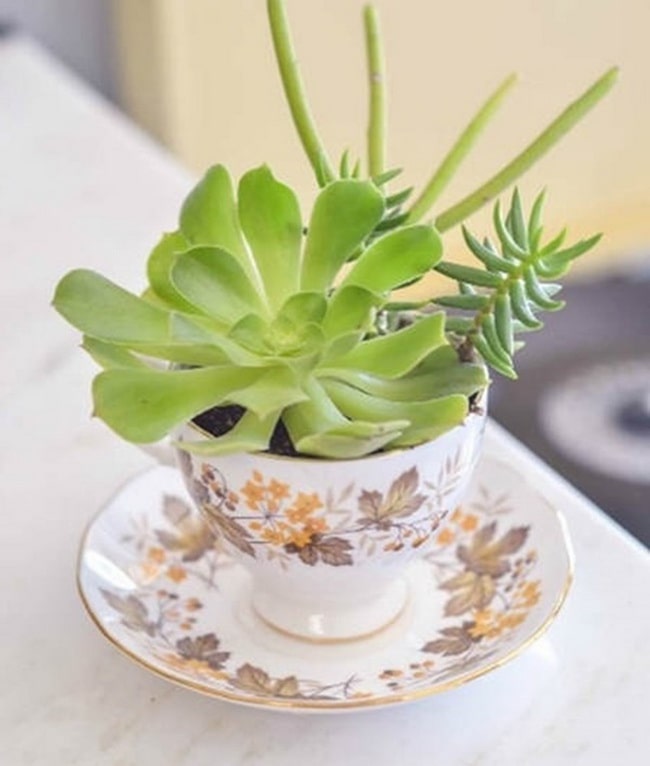 Decorar con suculentas