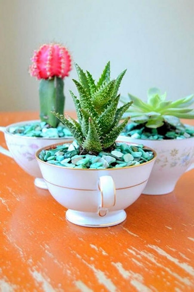 Tazas con plantas