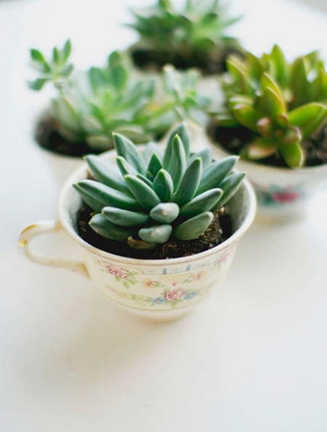 Ideas originales para decorar con suculentas
