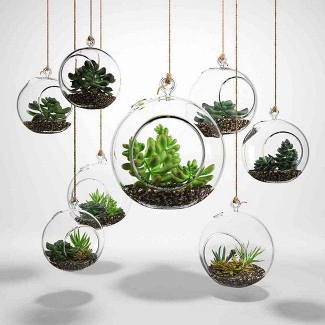 Decorar con suculentas