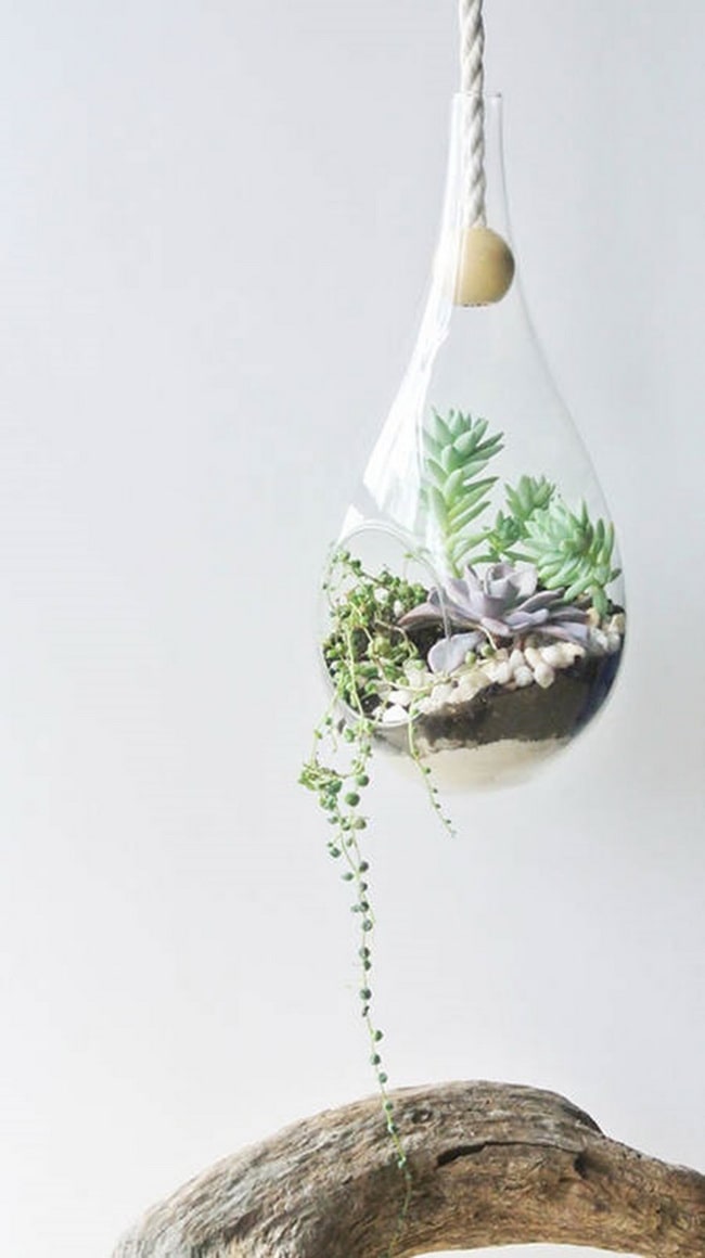 Decoración con terrarios de suculentas