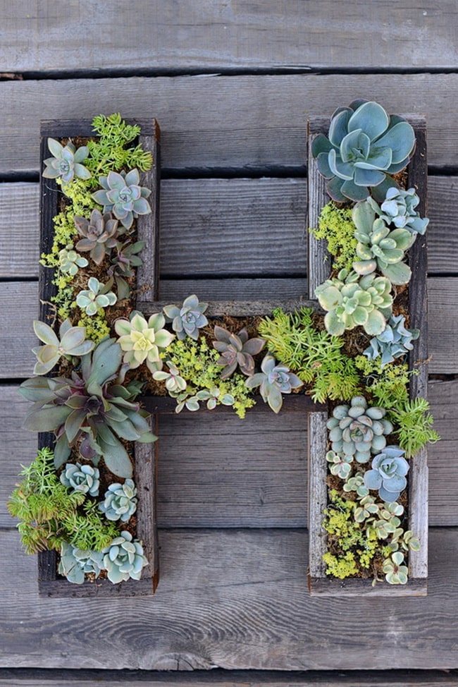 Decorar con suculentas
