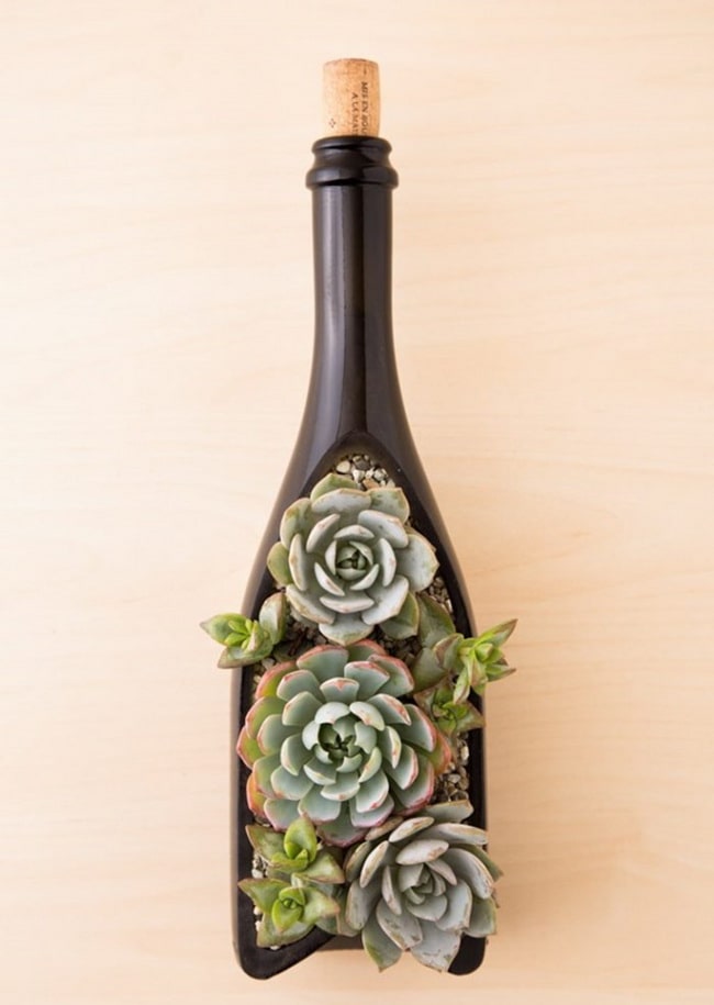 Suculentas en botellas de cristal