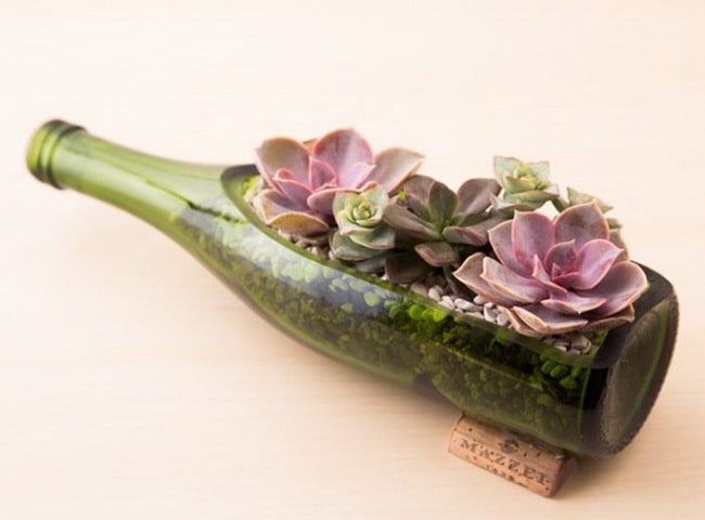 Plantas en botellas