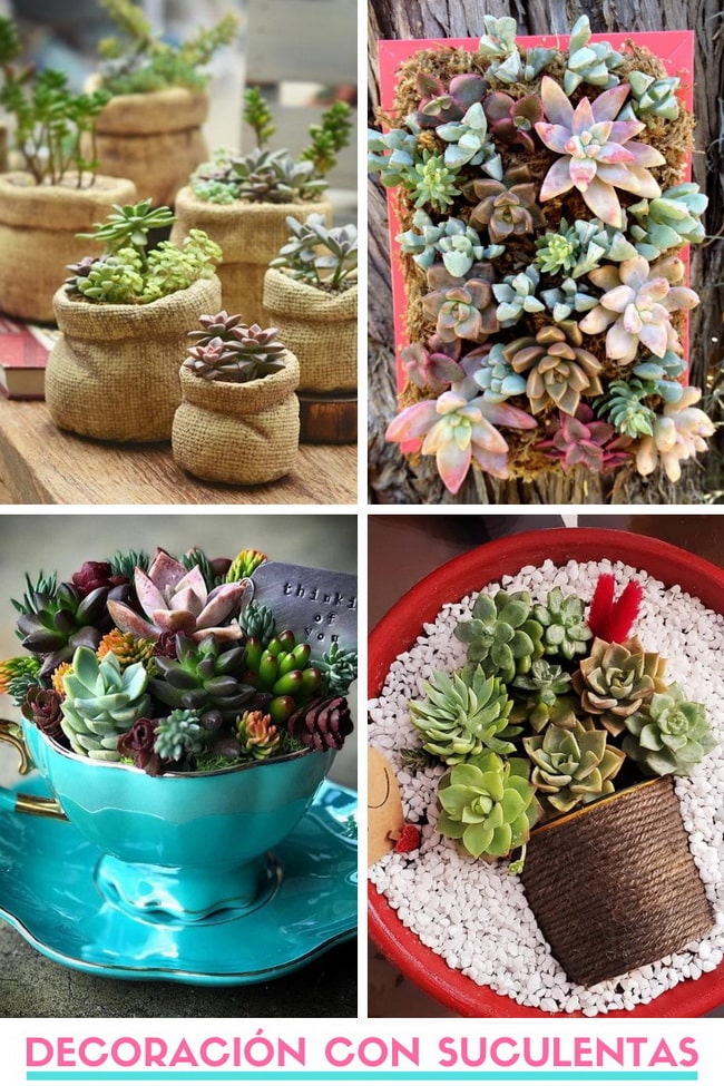 Decorar con suculentas