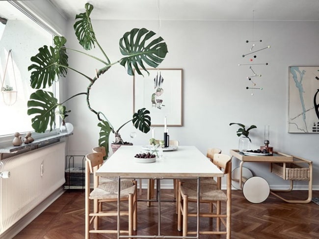 Cómo decorar interiores con Monstera Deliciosa